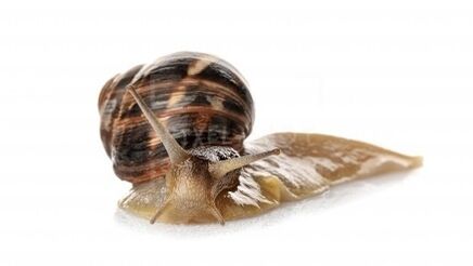 Intenskin contains snail mucina